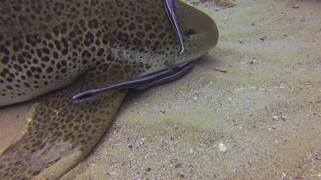 Zebra Shark Or Leopard Shark Close Up & Remoras Fish Cleaning In Calm Peaceful Blue Sea Water. Beautiful Gentle Bottom Dwelling Shark Relaxing & Swimming. Pelagic Carpet Shark Underwater Marine Life