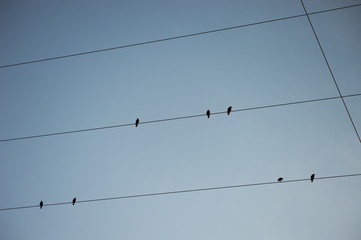 Birds on an electrical wire for electric power transport and supply