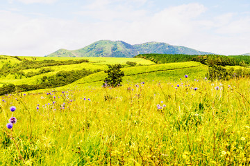 Fototapeta premium 瀬の本高原