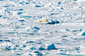 Large polar bear lying on a large ice pack in the Arctic Circle, Barentsoya, Svalbard, Norway © Don Landwehrle