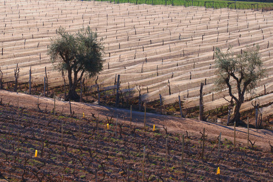 Rows of pruned grape vines protected under white anti hail netting in the province of Mendoza, Argentina.