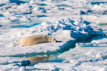 Large polar bear lying on a large ice pack in the Arctic Circle, Barentsoya, Svalbard, Norway © Don Landwehrle