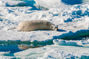 Naklejka premium Large polar bear lying on a large ice pack in the Arctic Circle, Barentsoya, Svalbard, Norway