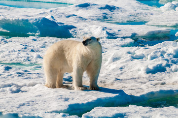 Polar bear walking on a large ice pack in the Arctic Circle, Barentsoya, Svalbard, Norway © Don Landwehrle