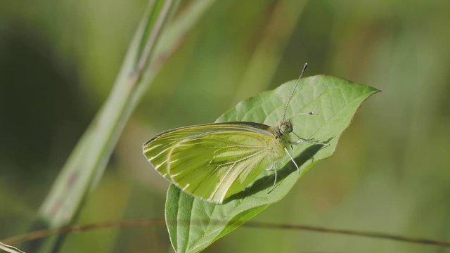 Green-veined white butterfly. Green-veined butterfly (Pieris napi) resting on a leaf