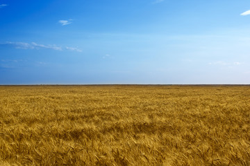 Wheat field