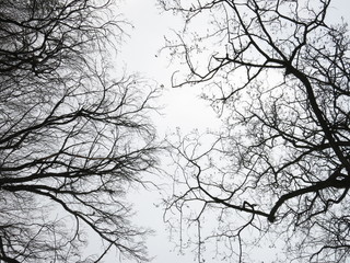 Branches and twigs of trees without leaves in winter. Photographed against the overcast sky from below. Contrast images.