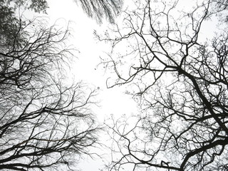 Branches and twigs of trees without leaves in winter. Photographed against the overcast sky from below. Contrast images.