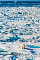Polar bear walking between ice floats on a large ice pack in the Arctic Circle, Barentsoya, Svalbard, Norway © Don Landwehrle