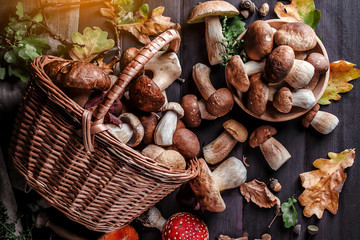 Autumn Cep Mushrooms. Basket with porcini mushrooms on the background of a tree. Close -up on wood rustic table. Cooking delicious organic mushroom.