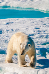 Polar bear walking on a large ice pack in the Arctic Circle, Barentsoya, Svalbard, Norway © Don Landwehrle
