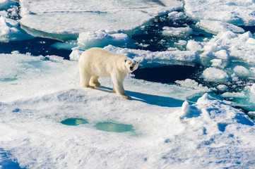 Polar bear walking between ice floats on a large ice pack in the Arctic Circle, Barentsoya, Svalbard, Norway