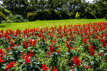 瀬の本高原のサルビア