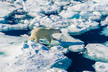 Polar bear walking between ice floats on a large ice pack in the Arctic Circle, Barentsoya, Svalbard, Norway © Don Landwehrle