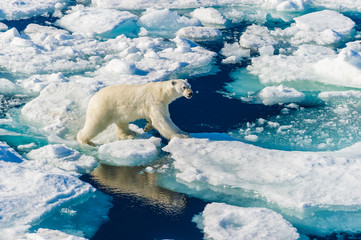 Polar bear walking between ice floats on a large ice pack in the Arctic Circle, Barentsoya,...