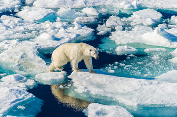 Polar bear walking between ice floats on a large ice pack in the Arctic Circle, Barentsoya, Svalbard, Norway © Don Landwehrle