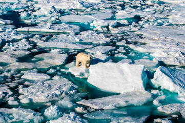 Polar bear walking between ice floats on a large ice pack in the Arctic Circle, Barentsoya, Svalbard, Norway © Don Landwehrle