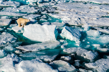Polar bear walking between ice floats on a large ice pack in the Arctic Circle, Barentsoya, Svalbard, Norway © Don Landwehrle