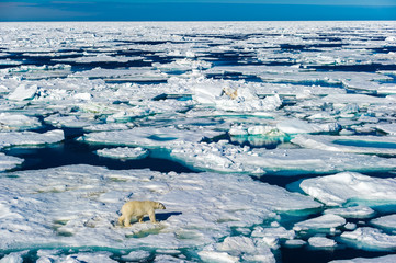 Polar bear walking between ice floats on a large ice pack in the Arctic Circle, Barentsoya, Svalbard, Norway © Don Landwehrle