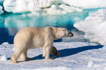 Polar bear walking between ice floats on a large ice pack in the Arctic Circle, Barentsoya, Svalbard, Norway © Don Landwehrle