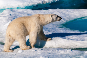 Polar bear walking between ice floats on a large ice pack in the Arctic Circle, Barentsoya, Svalbard, Norway © Don Landwehrle