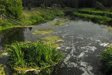Naklejka na ściany i meble river overgrown with grass and wetlands