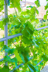 Home grapes growing on a spiral staircase in the summer