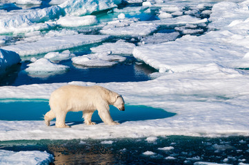 Polar bear walking between ice floats on a large ice pack in the Arctic Circle, Barentsoya, Svalbard, Norway © Don Landwehrle