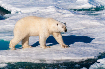 Polar bear walking between ice floats on a large ice pack in the Arctic Circle, Barentsoya, Svalbard, Norway