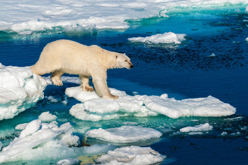 Polar bear walking between ice floats on a large ice pack in the Arctic Circle, Barentsoya, Svalbard, Norway © Don Landwehrle