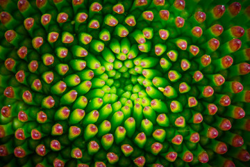 Heart of the Echinacea or Purple coneflower