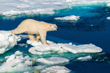 Polar bear walking between ice floats on a large ice pack in the Arctic Circle, Barentsoya, Svalbard, Norway © Don Landwehrle