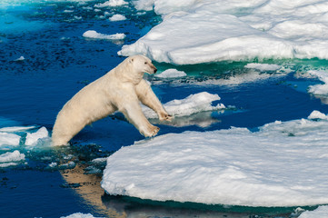 Polar bear walking between ice floats on a large ice pack in the Arctic Circle, Barentsoya, Svalbard, Norway © Don Landwehrle