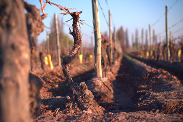 Grapevine in a vineyard after winter pruning.