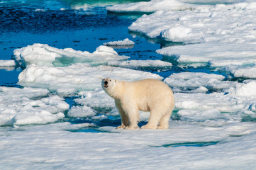 Fototapeta na wymiar Polar bear walking on a large ice pack in the Arctic Circle, Barentsoya, Svalbard, Norway