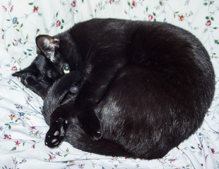 черный кот смотрит из под лапы свернувшись клубочком