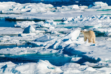 Polar bear walking on a large ice pack in the Arctic Circle, Barentsoya, Svalbard, Norway © Don Landwehrle