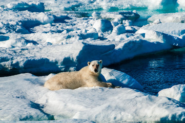 Polar bear laying down on a large ice pack in the Arctic Circle, Barentsoya, Svalbard, Norway © Don Landwehrle