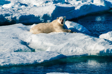 Polar bear laying down on a large ice pack in the Arctic Circle, Barentsoya, Svalbard, Norway © Don Landwehrle