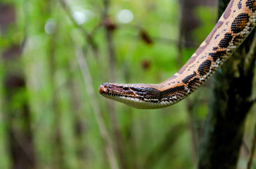Sumatran short-tailed python ( Python curtus )  is creeping. The snake is coiling.  Exotic animals in a habitat. The snake from Sumatra. 
