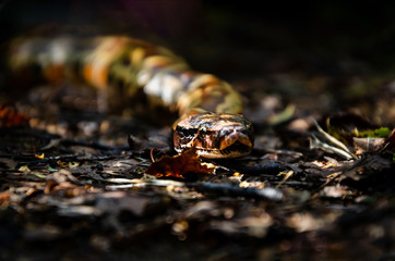 Sumatran short-tailed python ( Python curtus )  is creeping. The snake is coiling.  Exotic animals in a habitat. The snake from Sumatra.  Dark background.