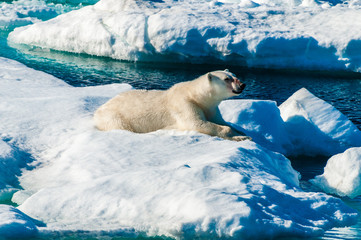 Polar bear laying down on a large ice pack in the Arctic Circle, Barentsoya, Svalbard, Norway © Don Landwehrle
