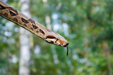 Boa constrictor imperator normal is creeping. The snake is coiling.  Exotic animals in a habitat. The snake from tropical North, Central and South America.