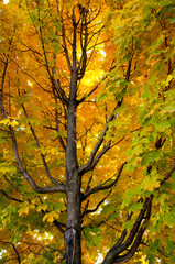 Fototapeta na wymiar Yellow and Green Fall Leaves