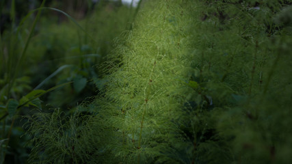 summer grass in the ray of the setting sun