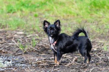 A long-hair apple head chihuahua. Toy dog. Young energetic dog is walking in the meadow. How to protect your dog from overheating. Harmonious relationship with the dog: education and training. 