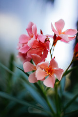 Pink Oleander Flower: closeup shot of pink flowers on oleander shrub.