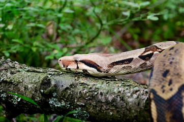 Boa constrictor imperator normal is creeping. The snake is coiling.  Exotic animals in a habitat. The snake from tropical North, Central and South America.