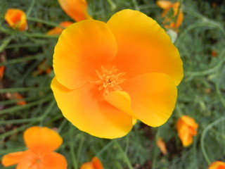 Kalifornischer Mohn