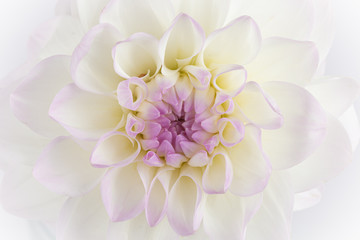 White with purple and yellow Dahlia Flower